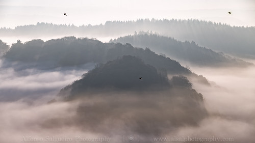 autumn birds fog forest sunrise river de bend alemania saar saarland saarschleife mettlach orscholz