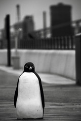 

Pengin - Penguin