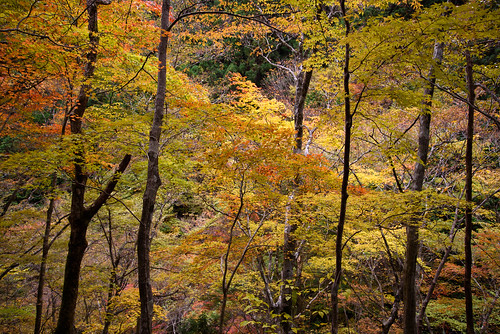 吉野郡 奈良県 japan 天川村 みたらい渓谷 渓谷 valley 紅葉 autumnleaves