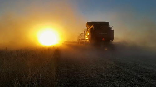 sunset farm combine soybean soybeans caseih