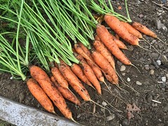 fall harvest bolero carrots IMG_3505