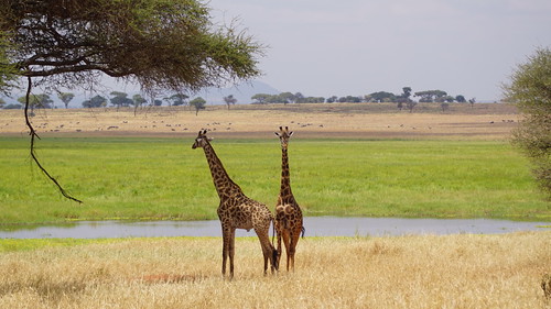 africa animal tanzania wildlife sony august east safari giraffe tarangire ilca77m2