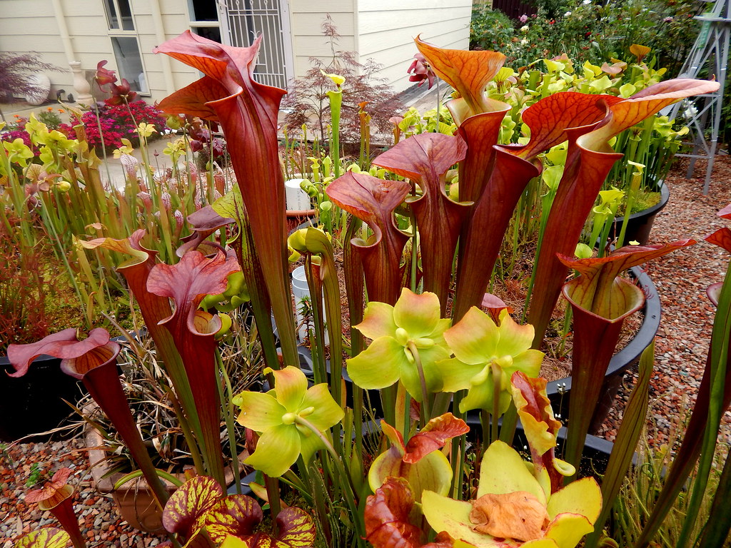 Red pitcher plants, Sarracenia flava var. atropurpurea FRT 1-1