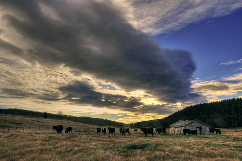 sky canada clouds landscape nikon cattle cows alberta 1116 d300s toikna