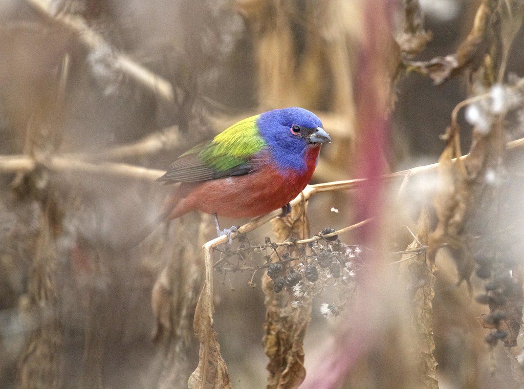 Painted bunting in Prospect Park