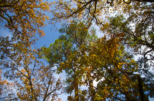 arkansas nature autumn fall millwoodlake trees colors leaves