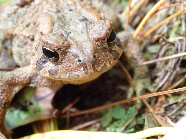 linville gorge American Toad  Bufo Anaxyrus americanus