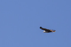 Brahminy Kite in Flight