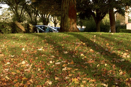 automne autumn feuilles france guebernisson ileauxsports lemans leaves leverdesoleil mayenne parc park paysdeloire sarthe datepub2015q412 arbre outdoor exterieur