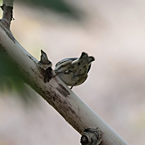 bird montana blackandwhitewarbler mniotiltavaria