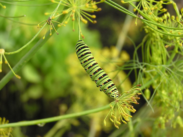 Papilio machaon caterpillar