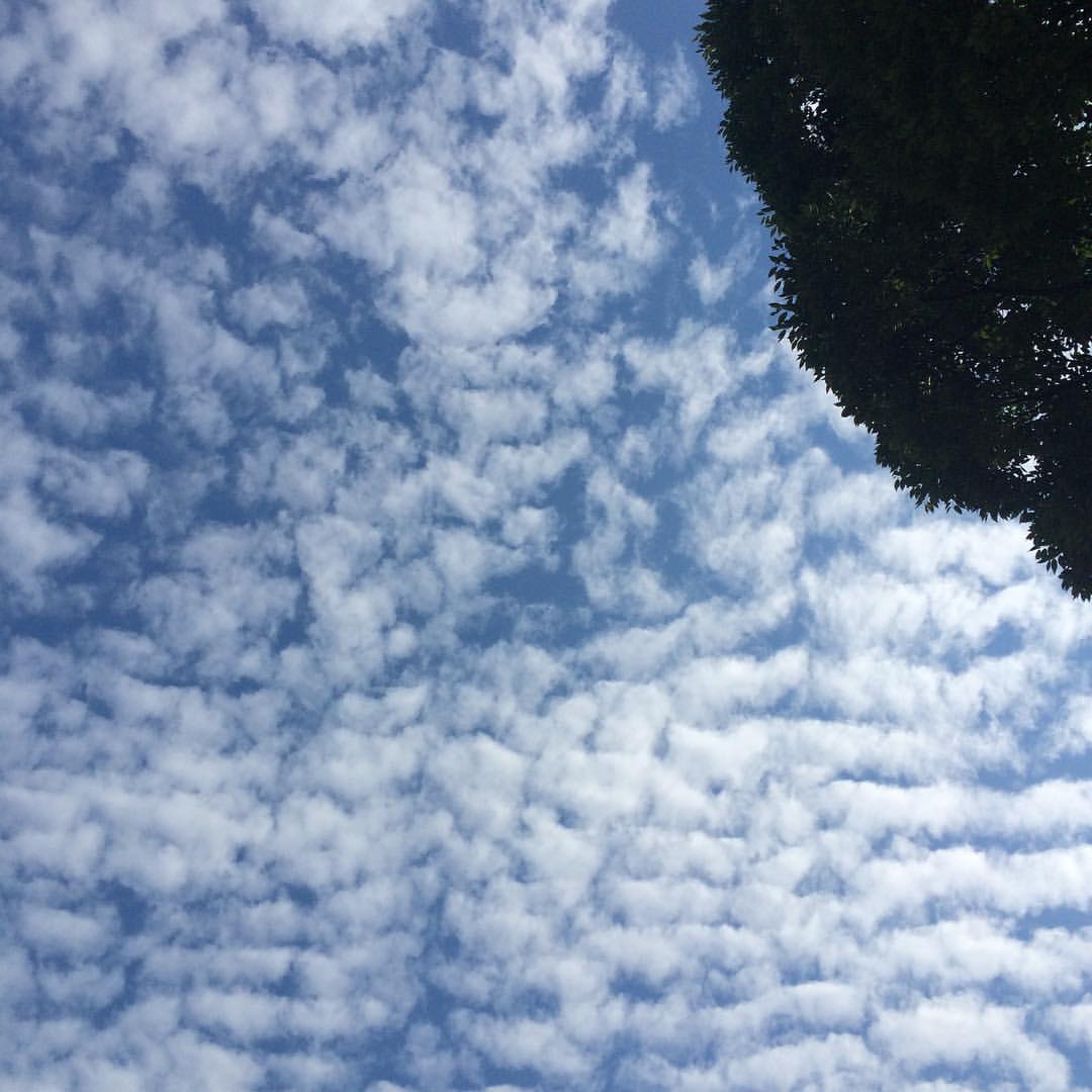 綺麗なうろこ雲。 #sky #イマソラ