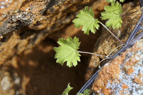 Pelargonium antidysentericum, leaf