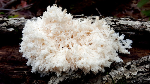 white mushroom fungus fruitingbody hericium hericiumcoralloides hericiaceae coraltoothfungus