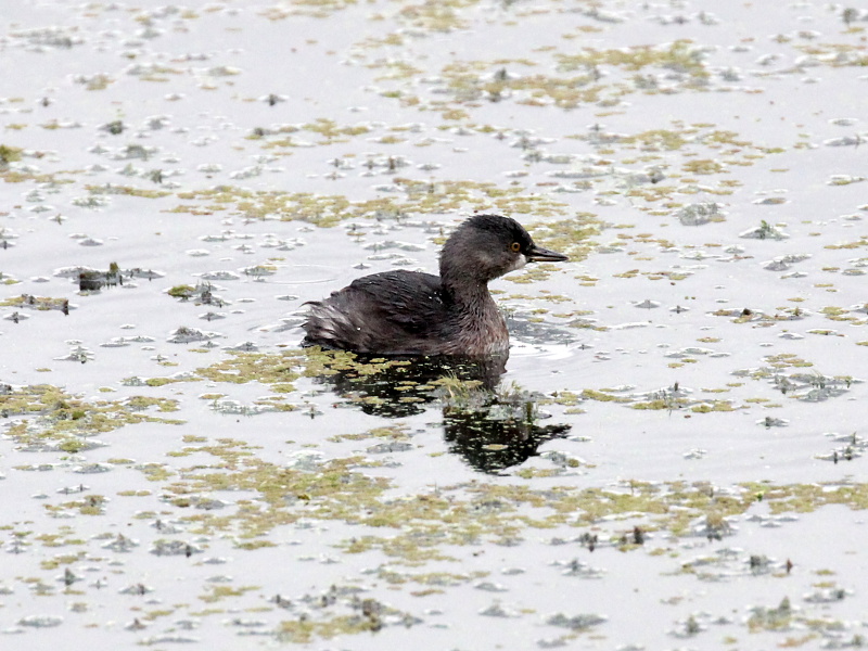 Photograph titled 'Least Grebe'