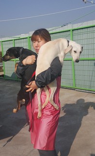 Rosie and Sonia – Rescued from Ansan Dog Farm