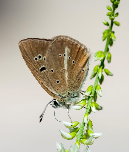 butterfly albania lycaenidae polyommatus korçë ripartii dardhë