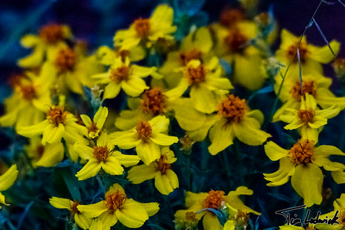 arizona flower yellow us unitedstates sansimon chiricahuamountains