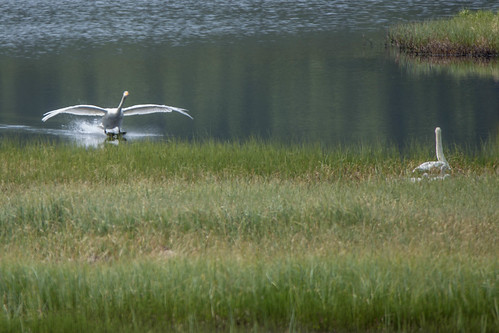 landing swans breeding whooperswan cygnuscygnus sangsvane hekking slettestjønna fugleturjuni2015
