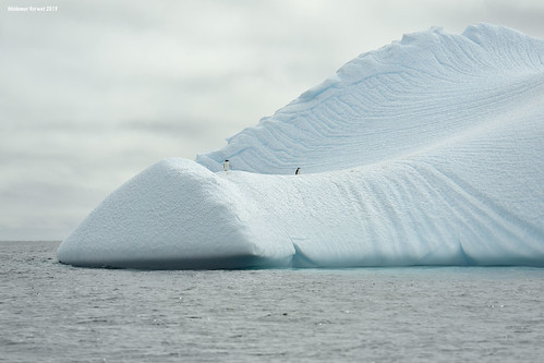 chinstrap gentoo penguin ice iceberg ocean southern southernocean water snow dallmannbay dallmann bay palmerarchipelago antarctica image:rating=5 image:id=192930