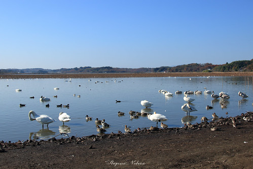 relaxe relaxed mood pond lake lakeside landscape bird birds swan swans blue bluesky water waterside 宮城県 内沼 伊豆沼