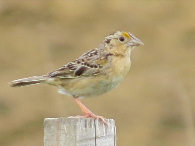 Grasshopper Sparrow at the Grove Park in McLean County, IL 05