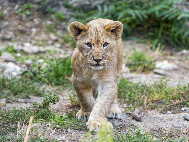 Lion cub walking towards me