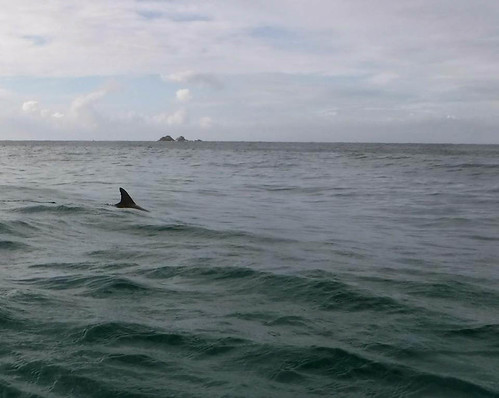 Delphin-Watching-Tourin Byron Bay