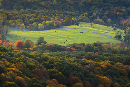 appalachia autumn barn cattle color colorful country cow dappled day distant fall farm field forest germanyvalley grass green hills landscape light mountains nature northforkmountain outdoors overlook rectangle scenery scenic sunlight sunset trees westvirginia riverton unitedstates us