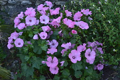 Bouquet de roses violettes - Photo of Lusignac