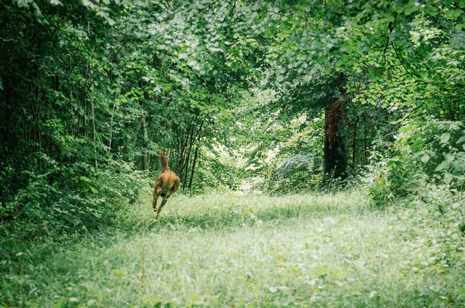 Observer les animaux - Forêt d'Auberive - 10 secondes de bonheur