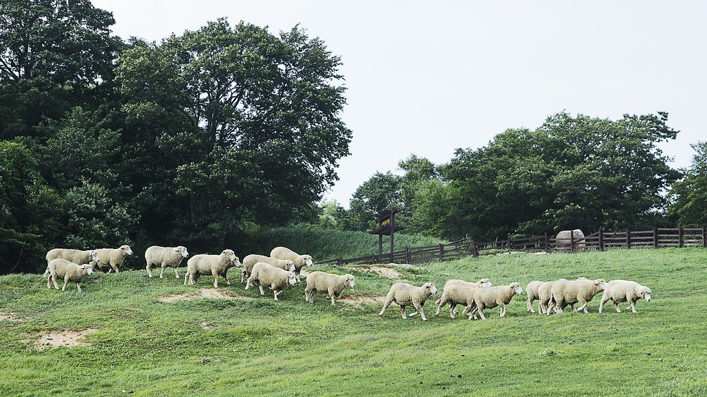 Sheep Lining Up