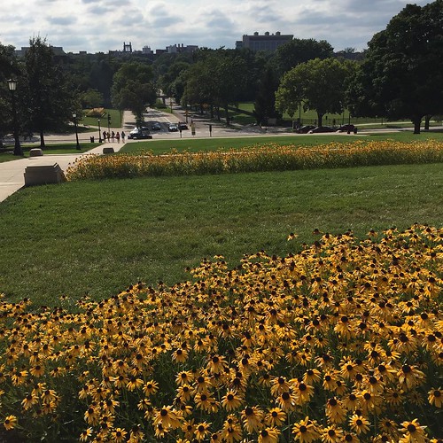 University of #Iowa #nofilter #sunflowers #summer
