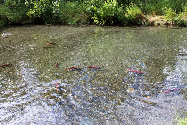 Sockeye Salmon spawning