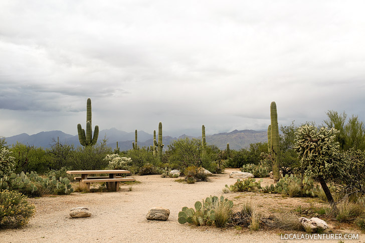 11 Beautiful Things to Do in Saguaro National Park East (Rincon Mountain District).