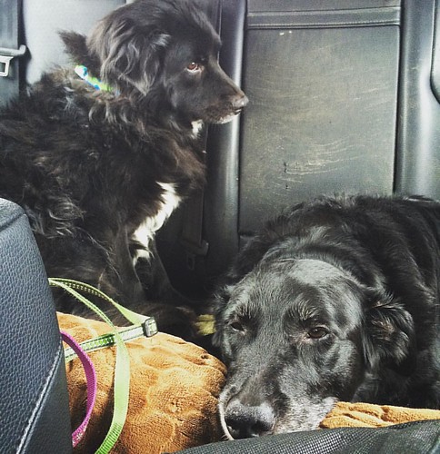 Traveling doggy faces.