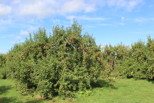 orchard verger québec qc apple tree arbre pommier quebec canada monteregie montérégie licensed rf123