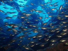 Schooling Glass Fish in the wreck Image