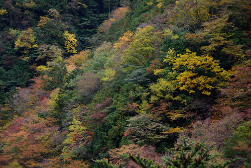 吉野郡 奈良県 japan 天川村 みたらい渓谷 渓谷 valley 紅葉 autumnleaves