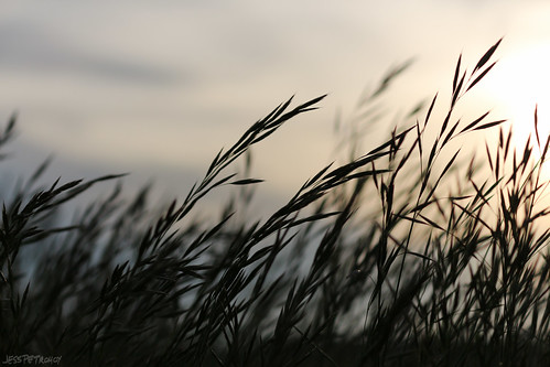 sunset field closeup wind dusk wheat grain windy wavy lehighvalleyzoo trexlergamepreserve