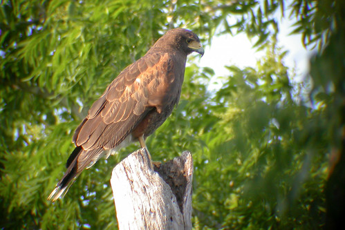 bird wildlife birding ornithology birdwatching oiseau texas2004 faune harrishawk ornithologie busedeharris