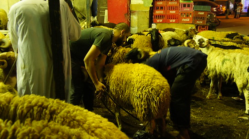 Weighting the sheep 
