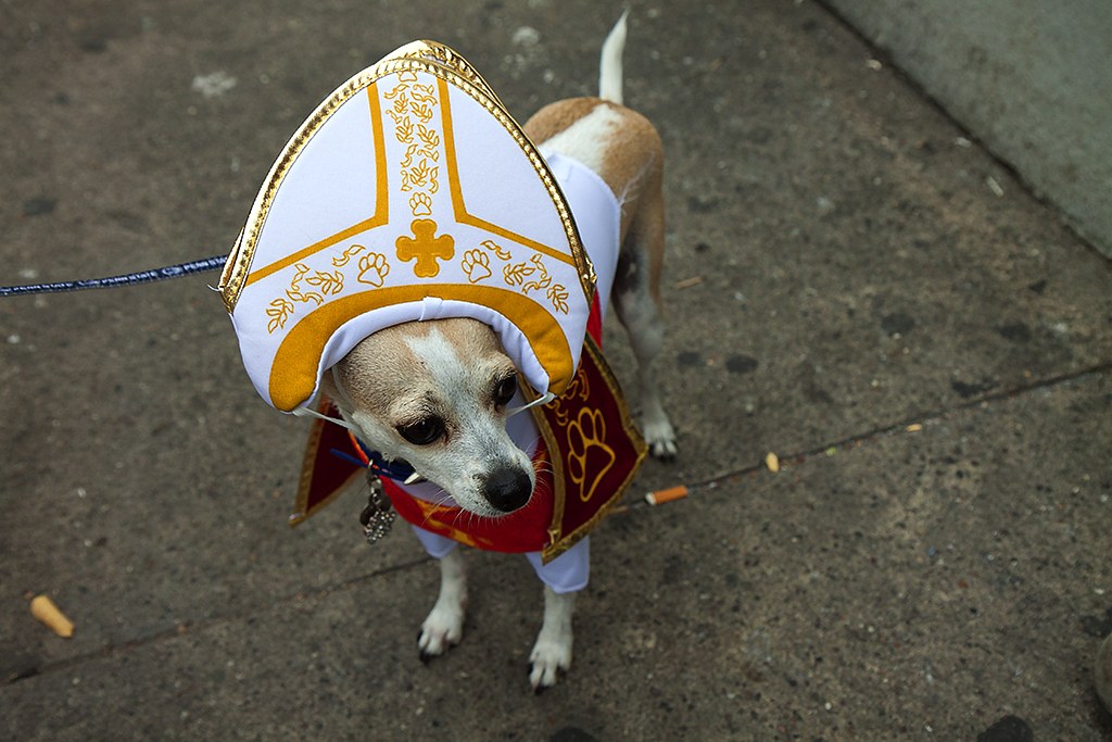 Papal dog--Center City