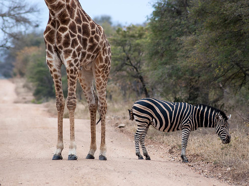 africa park southafrica south lion national zebra giraffe za hoedspruit krugernationalpark kruger limpopo kapama