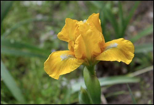 Iris Cache of Gold  (3)