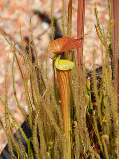 Sarracenia flava var. cuprea, ex seed from Blackwater SF, Florida.