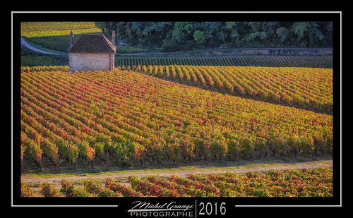 vignes wine burgundy bourgogne gevrey chambertin or côte orange jaune vendanges paysage landscape sunset soleil