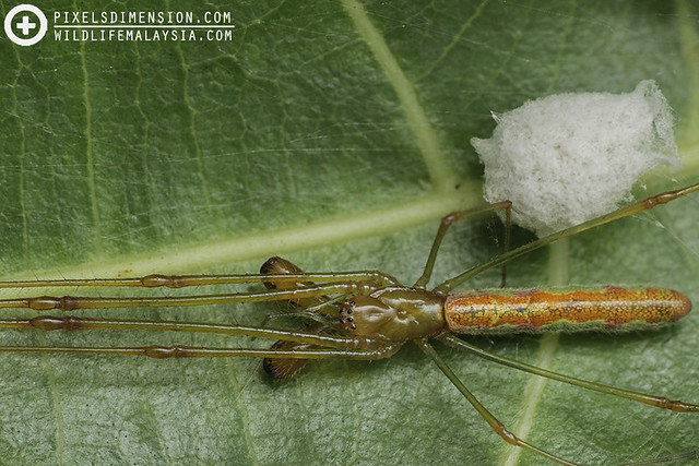Mother Green-and-Red Long-Jawed Spider (Tetragnatha hasselti ♀) with egg sac