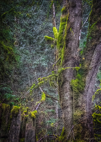 green nature washington moss nikon rainforest unitedstates washingtonstate elma hdr photomatixpro