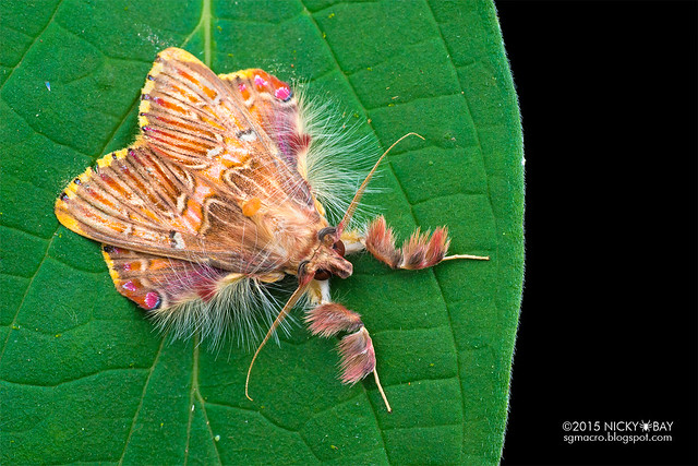 Walker's moth (Sosxetra grata) - DSC_8158